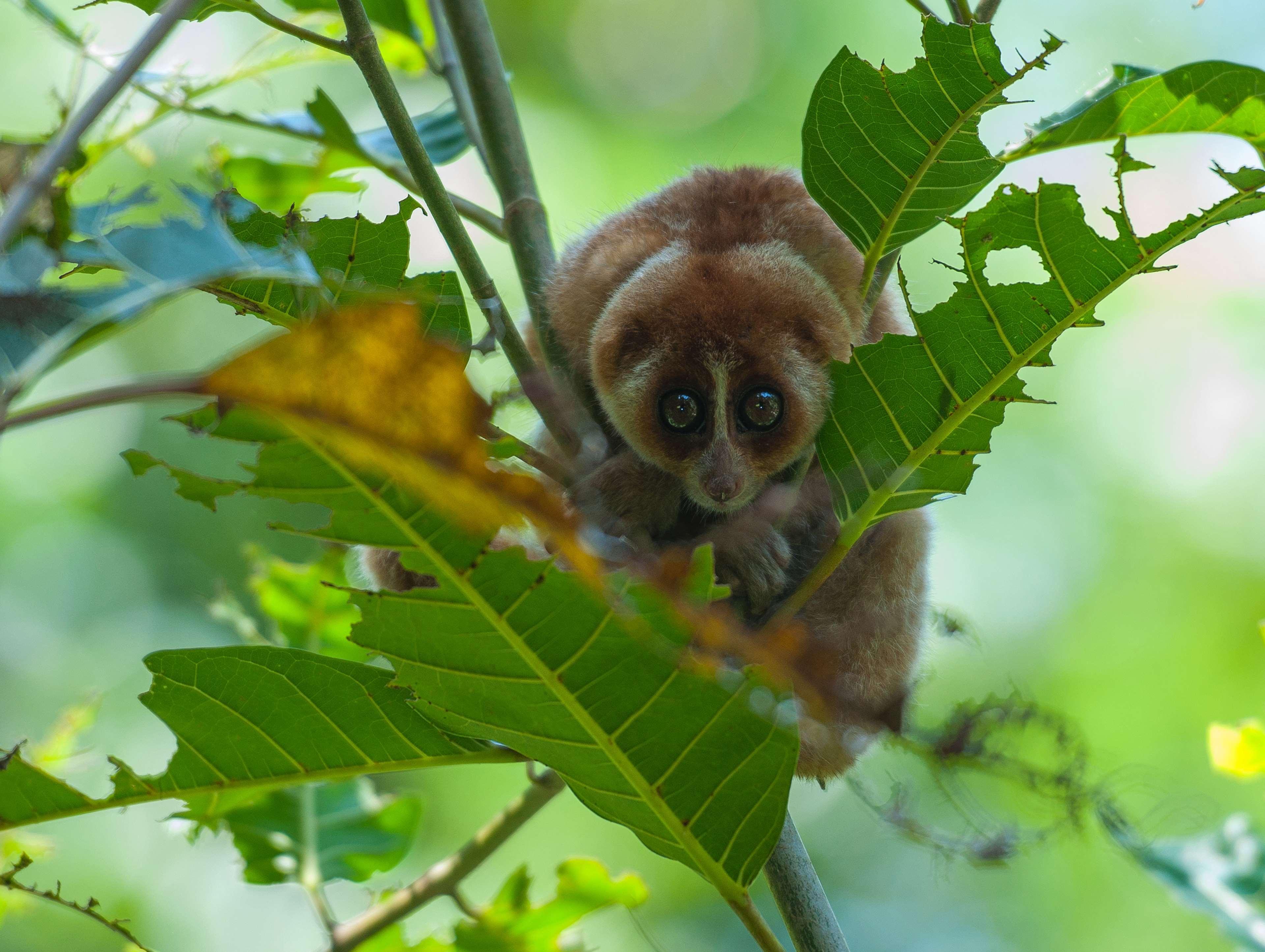 Shangri-La Rasa Ria, Kota Kinabalu Eksteriør billede A female slender-bodied lemur
